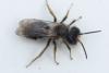 Andrena vaga